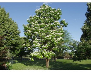 NORTHERN CATALPA ©photo ArborTanics Inc.