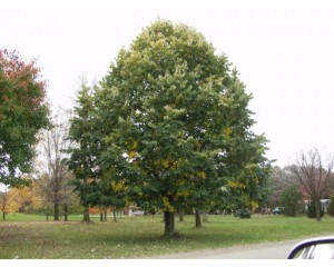 STERLING SILVER LINDEN ©photo by ArborTanics inc.