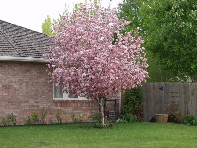 crabapple brandywine tree flowering pink thetreefarm louisville zoom click views