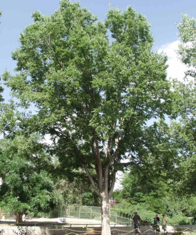 washington hawthorn tree facts. tree pics hawthorn tree