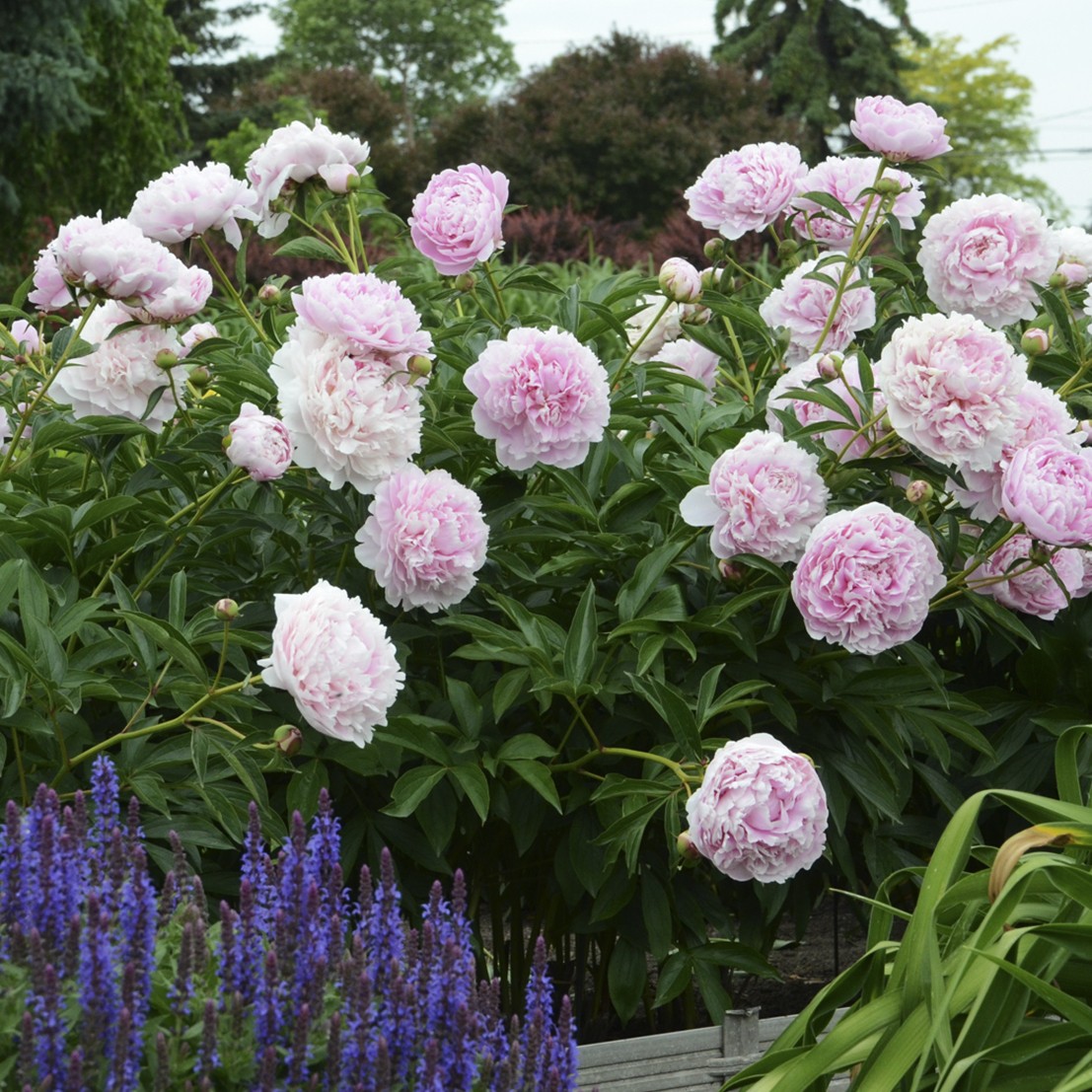 peony plants for sale Flowering thespruce