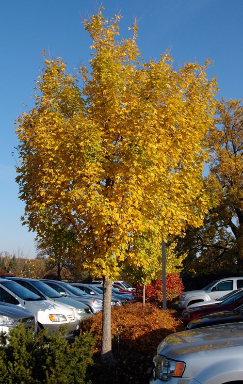 12+ Fall Tree Coloring Page Autumn ginkgo gold tree biloba thetreefarm views maidenhair rate