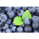 Blueberry - Generic