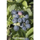 Blueberry, Spartan Northern Highbush