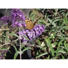 Nanho Purple Butterfly Bush...©photo Arobortanics Inc.