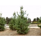 Southwestern White Pine...©photo ArborTanics Inc.