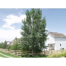 LANCELEAF COTTONWOOD-Longmont, Colorado  ©photo ArborTanics Inc.
