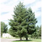 Scotch Pine...©photo ArborTanics Inc.