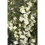Snowberry, Bright Fantasy™