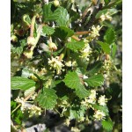 Mountain Mahogany, Beech leaf 