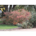 Princess Diana Serviceberry-clump form...©photo ArborTanics Inc.