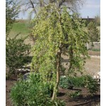Weeping Siberian Pea Shrub ©photo ArborTanics Inc.