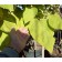 NORTHERN CATALPA ©photo ArborTanics Inc.
