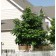 NORTHERN CATALPA ©photo ArborTanics Inc.
