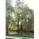 NORTHER CATALAP ©photo ArborTanics Inc.