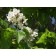 CATALPA FLOWER ©photo ArborTanics Inc.