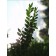Honeylocust (compound leaf)