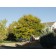 Imperial Honeylocust