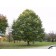 STERLING SILVER LINDEN ©photo by ArborTanics inc.