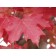 GREEN MOUNTAIN SUGAR MAPLE ©photo ArborTanics Inc.