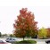 GREEN MOUNTAIN SUGAR MAPLE ©photo ArborTanics Inc.