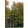 Northern Catalpa-mature ©photo ArborTanics Inc.