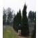 Columnar Norway Spruce 'Cupressina'...©photo ArborTanics Inc.