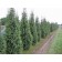 Columnar Norway Spruce Spring 9-10 ft.2012 crop