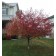PRAIRIEFIRE FLOWERING CRABAPPLE-Fall ©photo ArborTanics Inc.