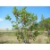 ©ArborTanics Inc.