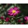 Winston Churchill Aster...©photo ArborTanics Inc.