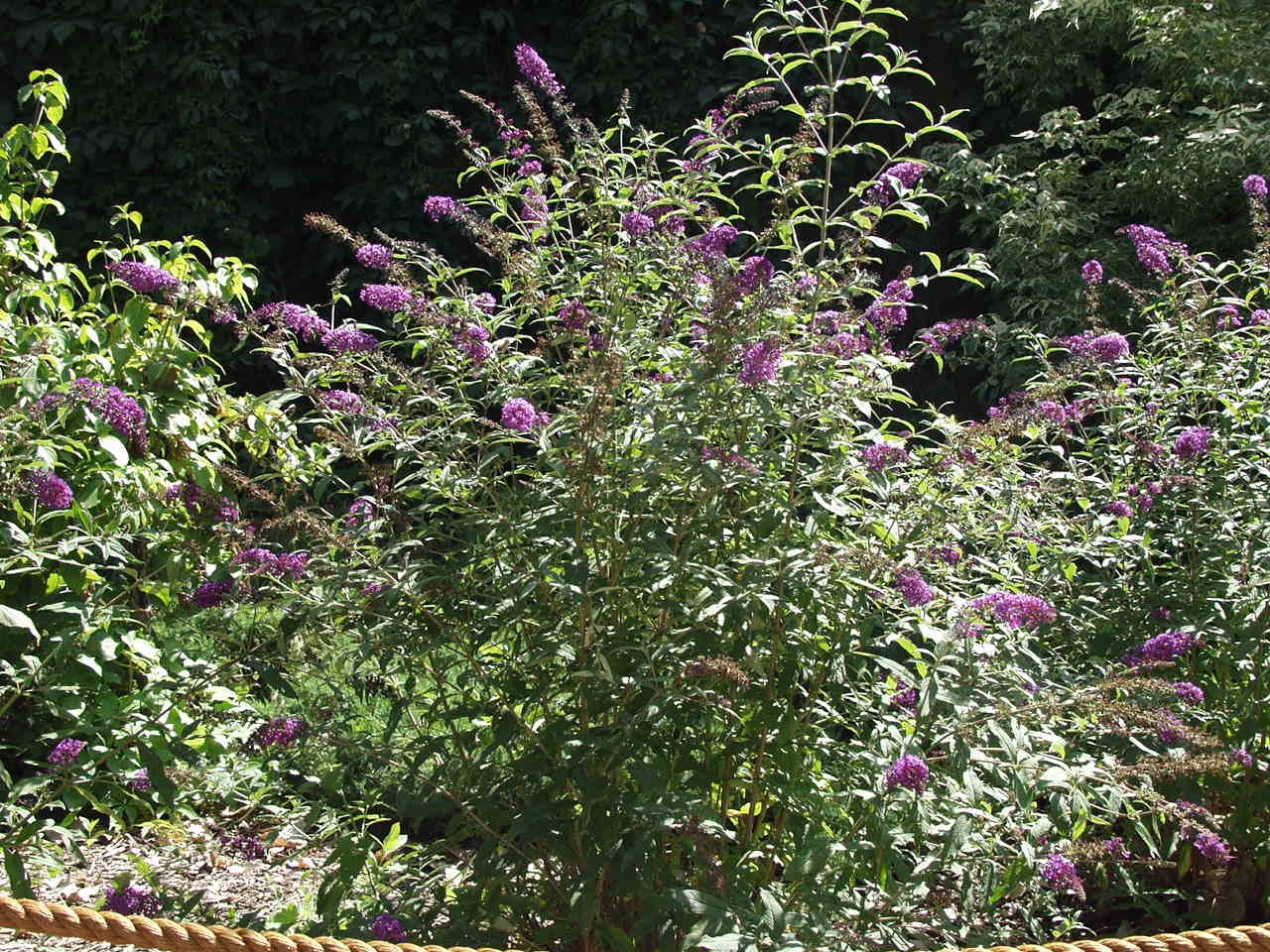 Butterfly Bush, Nanho Purple - TheTreeFarm.com