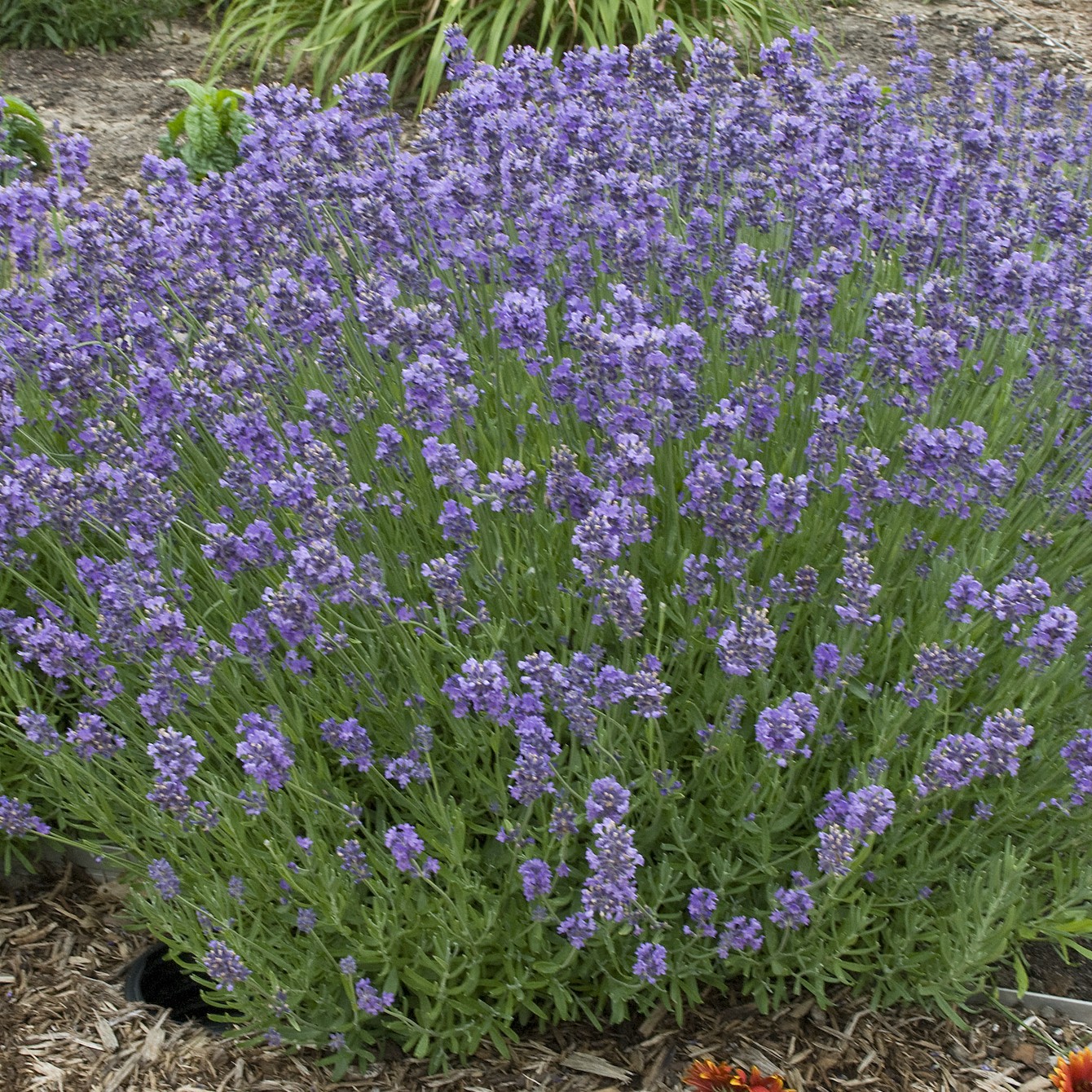 Lavender Munstead 50 Seeds BOGO 50% off SALE