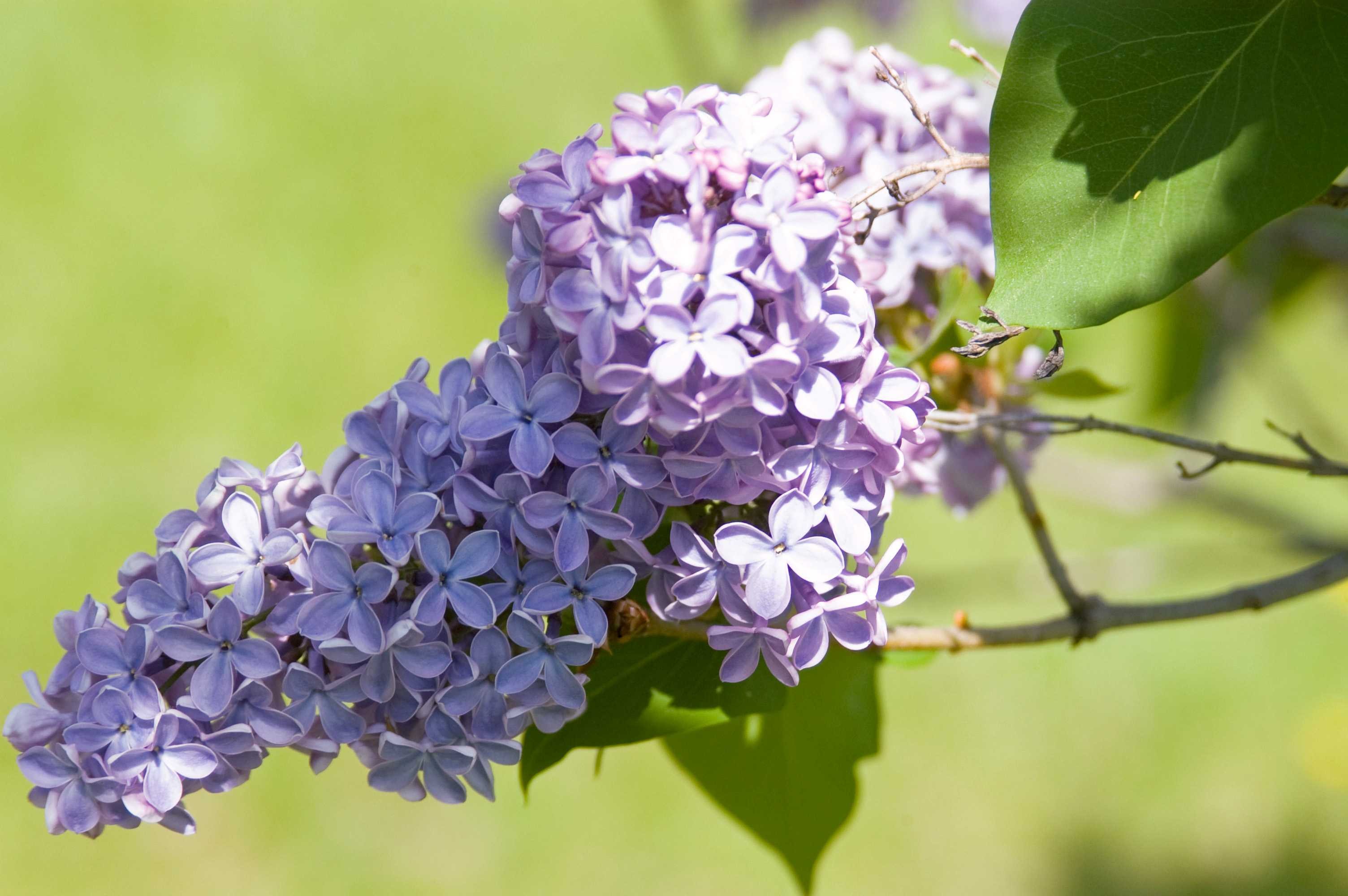 Lilac, President Lincoln - TheTreeFarm.com