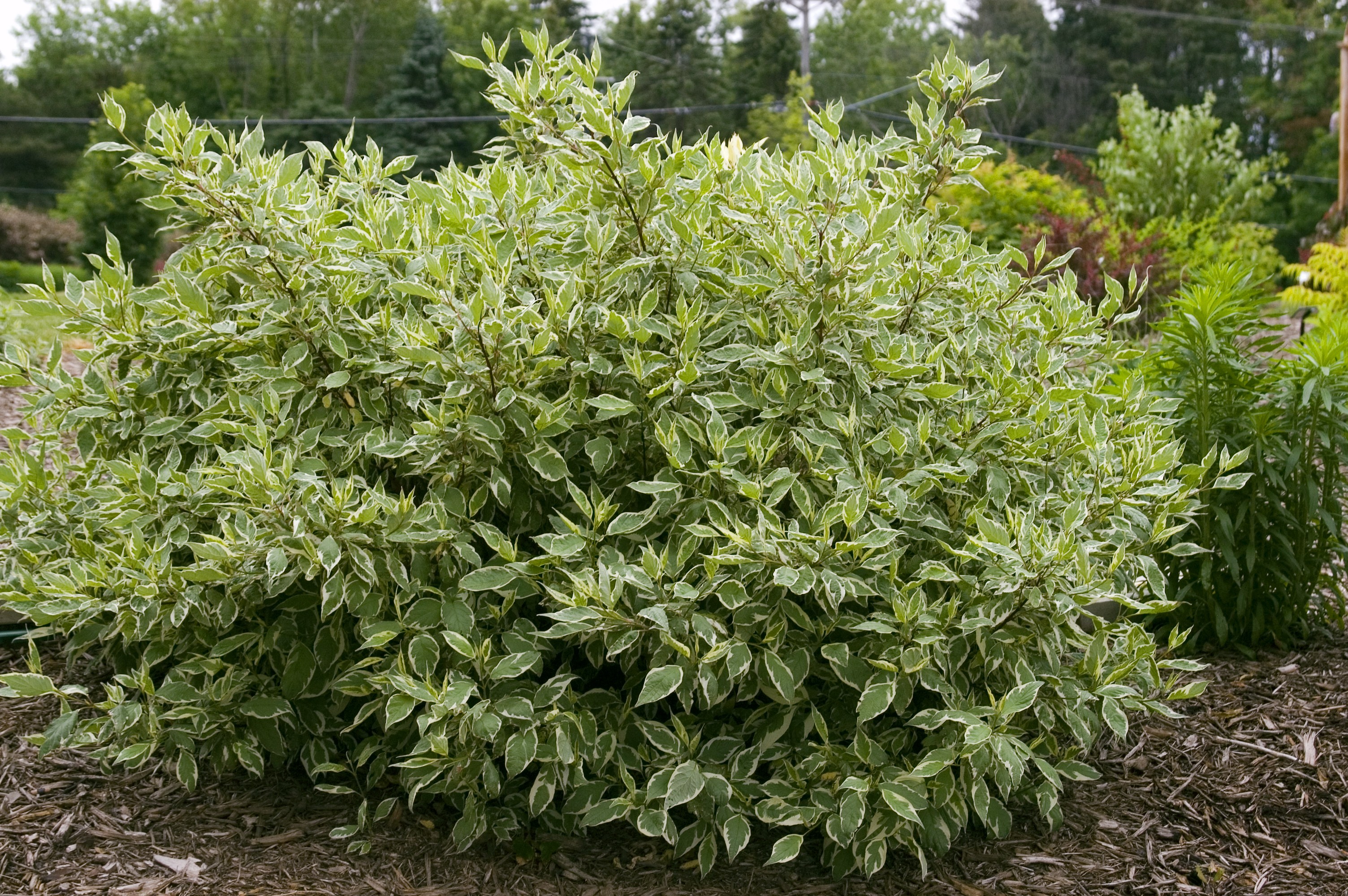 Dogwood Ivory Halo Variegated Redtwig TheTreeFarm