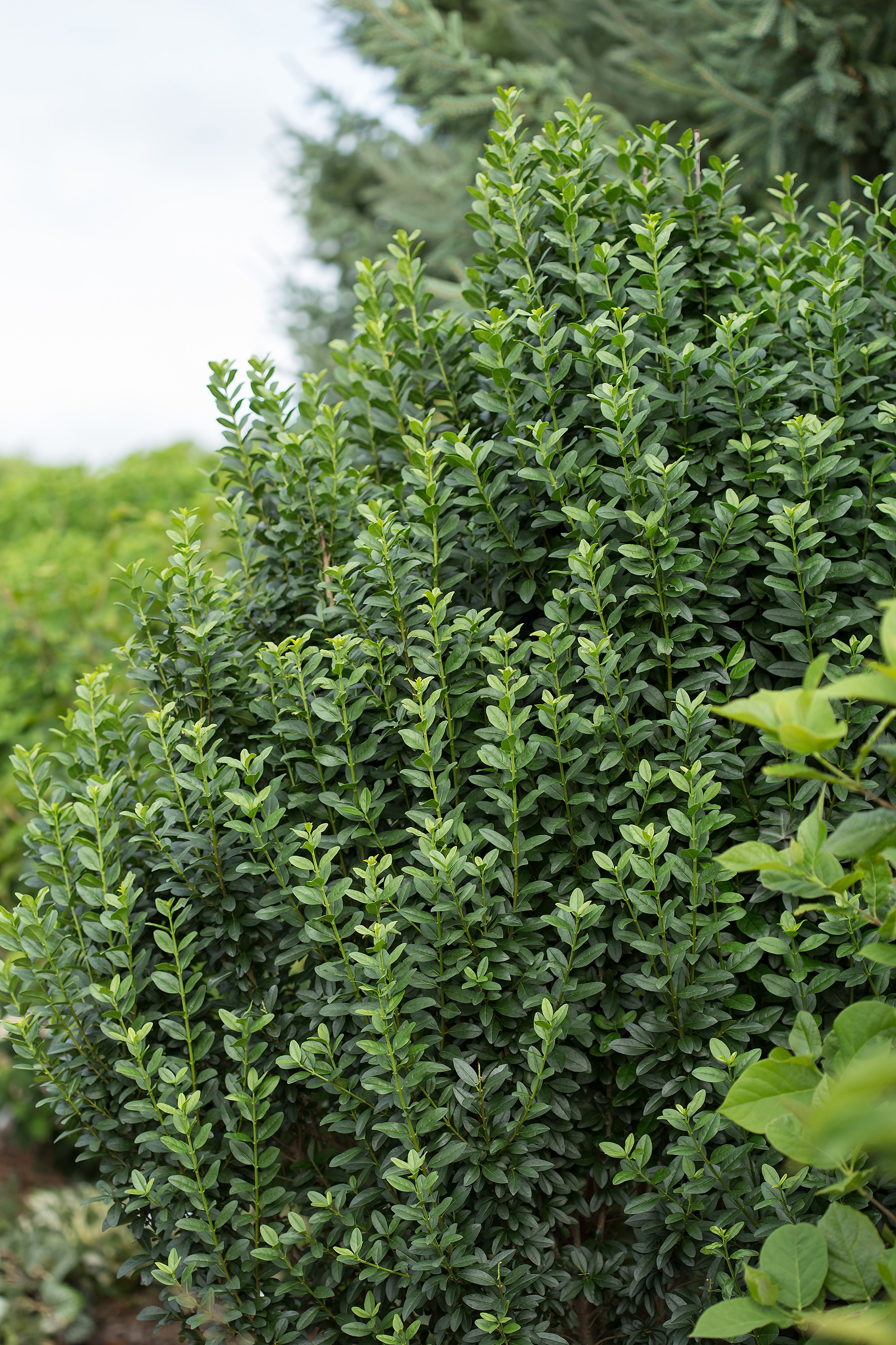 Privet, Straight Talk™ - TheTreeFarm.com