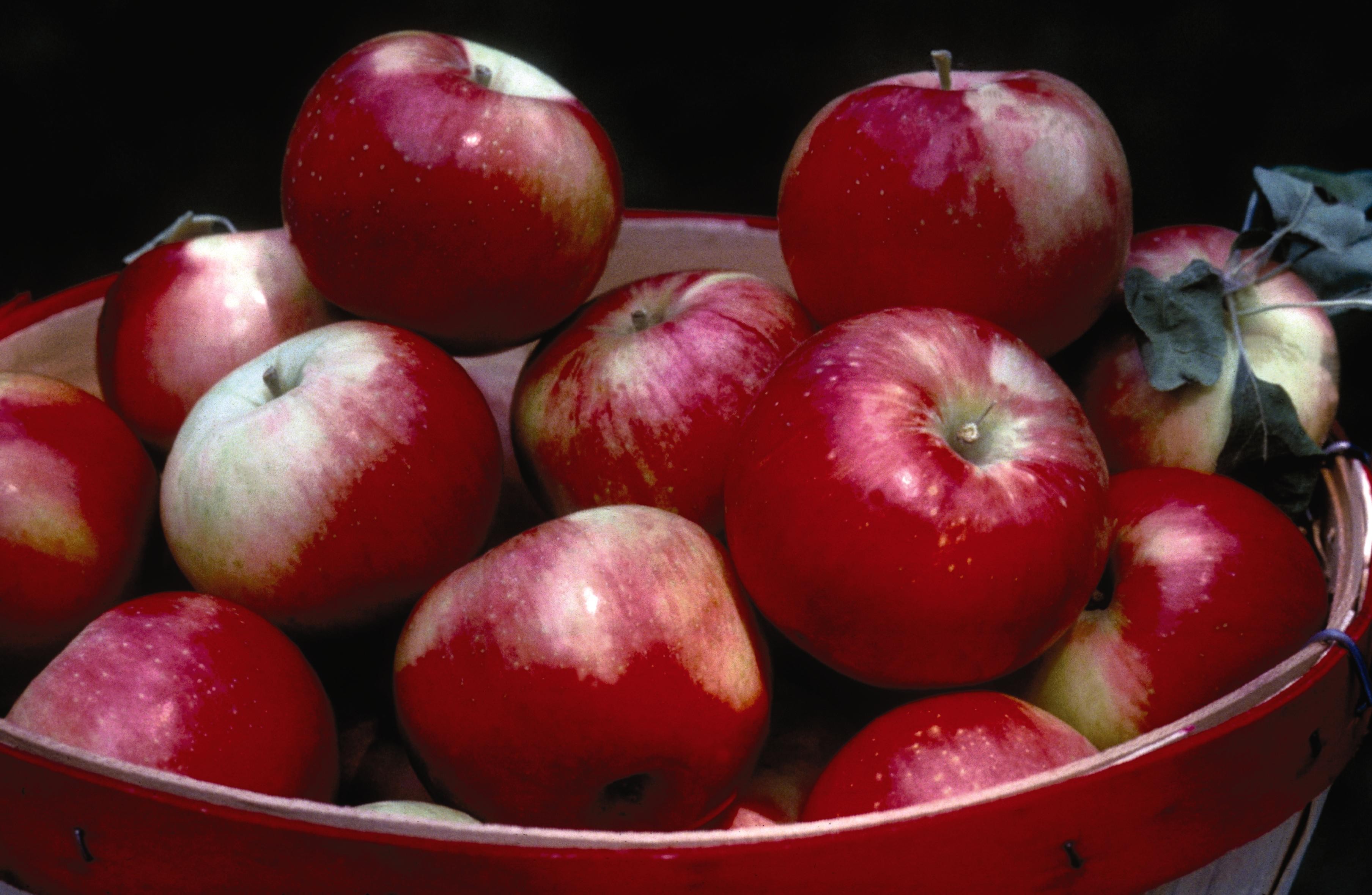 Apple oat bars made with Zestar apples
