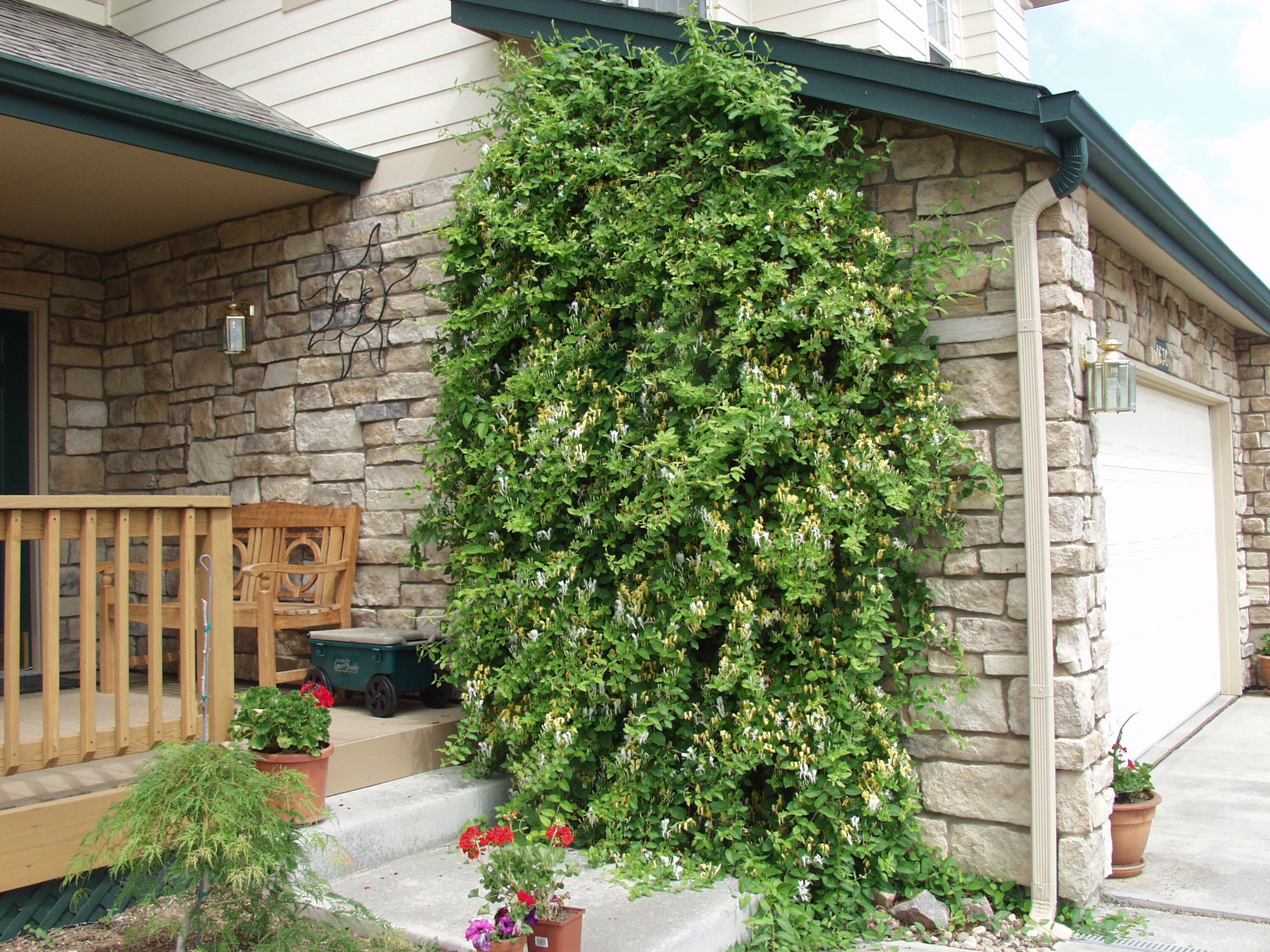 Honeysuckle, Japanese Hall's