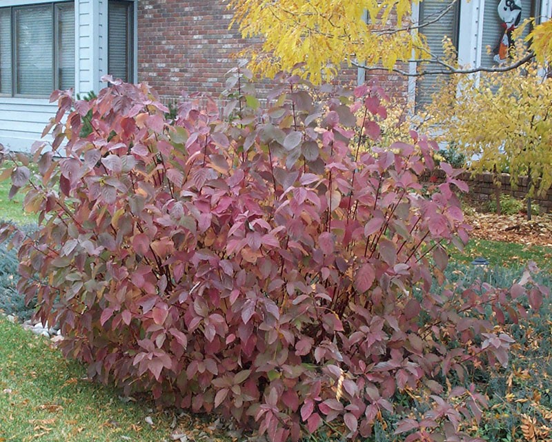 What is a variegated red twig dogwood?