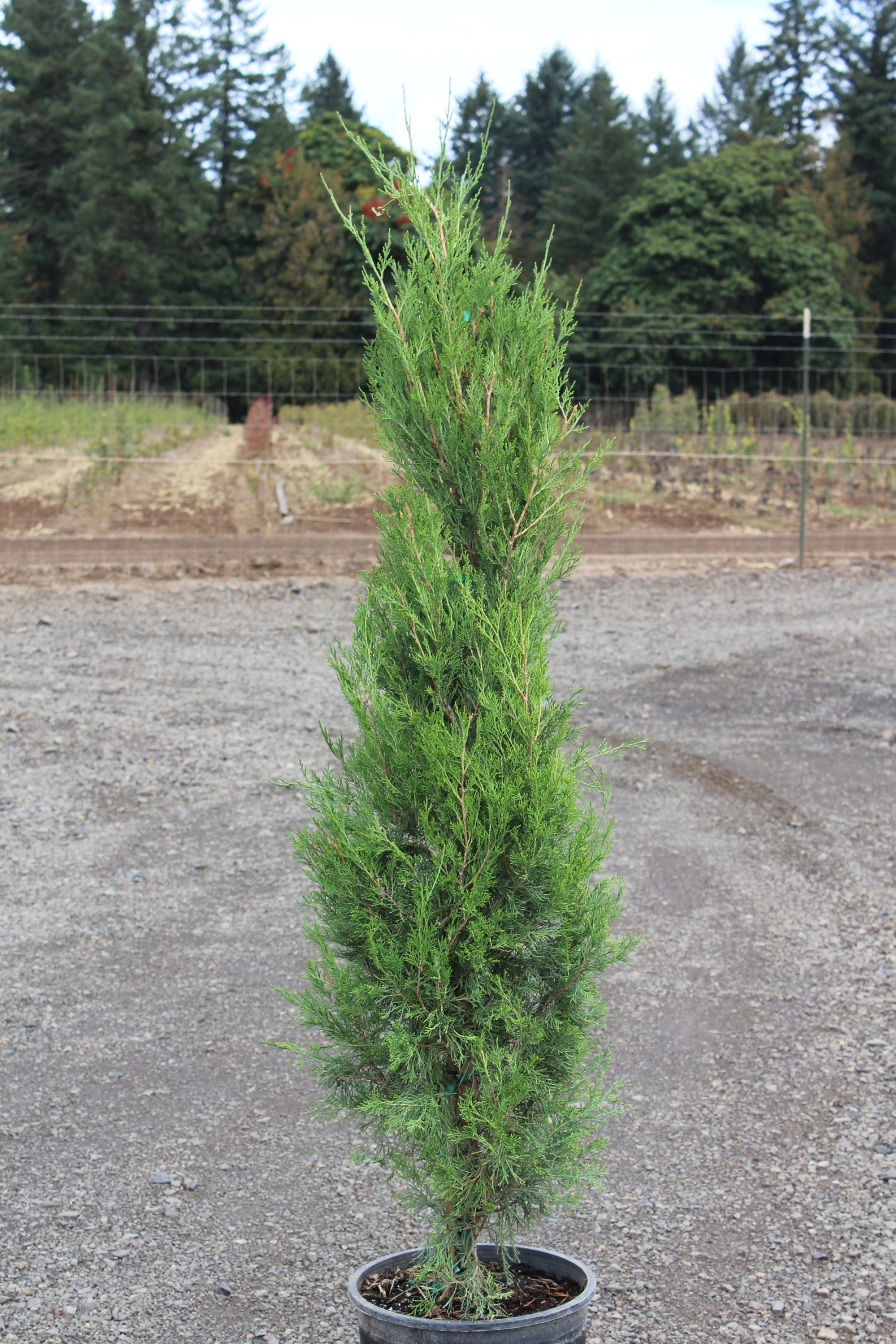 Juniper, Emerald Feather™ - TheTreeFarm.com