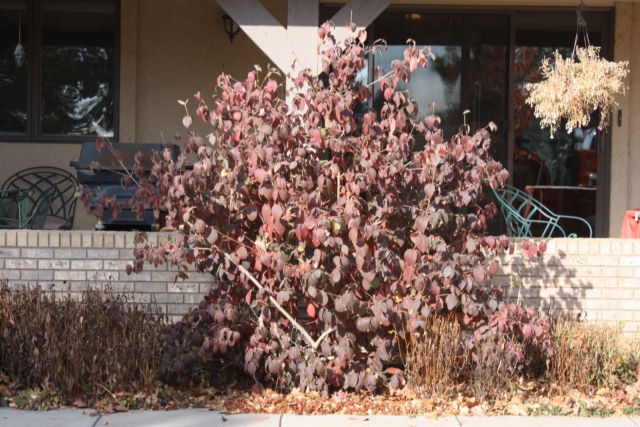 Viburnum Korean Spice Thetreefarm Com