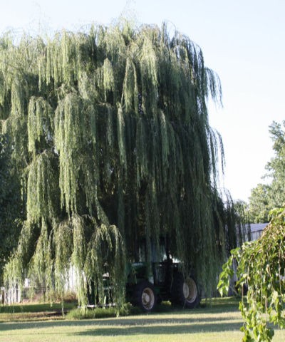  - niobe-weeping-willow-tractor