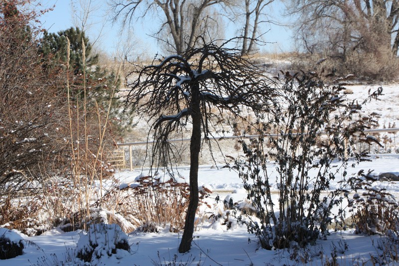 Weeping siberian pea shrub