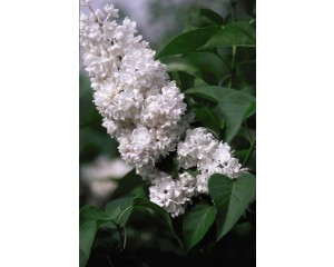 Photo Courtesy of Bailey Nurseries Inc.