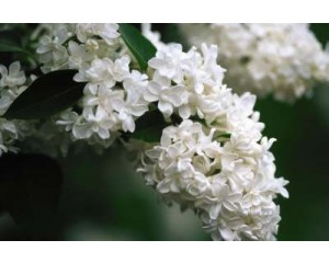 Lilac, Mme. Lemoine 