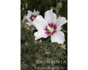 Photo Courtesy of Monrovia