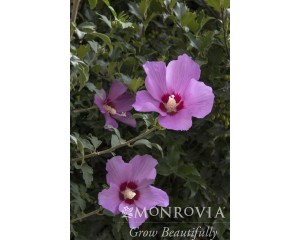 Photo Courtesy of Monrovia