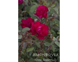 Photo Courtesy of Monrovia