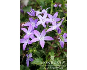 Image courtesy Monrovia