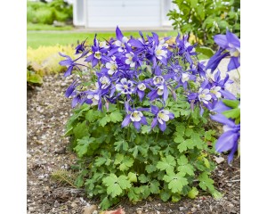 Photo Courtesy of Walter's Gardens Inc.